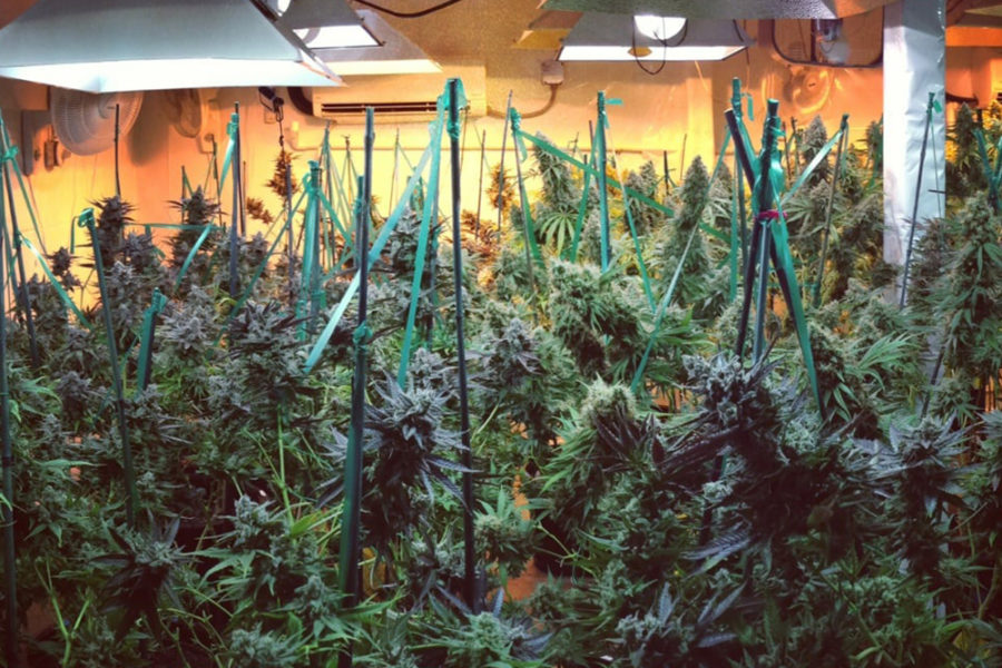 cannabis farm at buds and roses in studio city