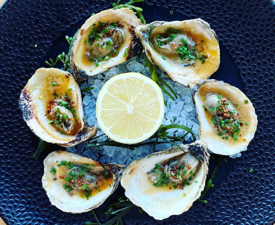 fresh oysters from oystercatchers in tampa