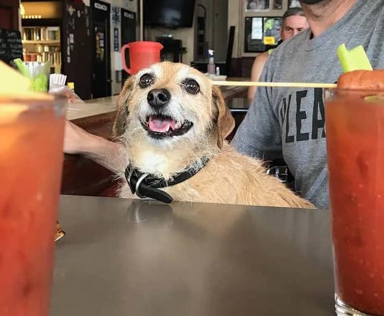 dog enjoying the ambiance at archie's iowa rockwell tavern in chicago