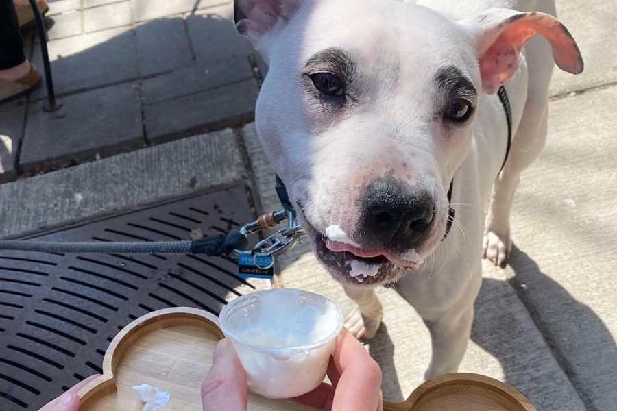 pitbull enjoying a pup cup on o'donovan's patio in chicago