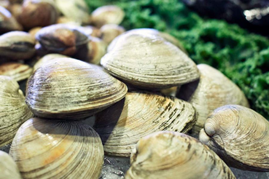 fresh clams from captain's tavern restaurant and seafood