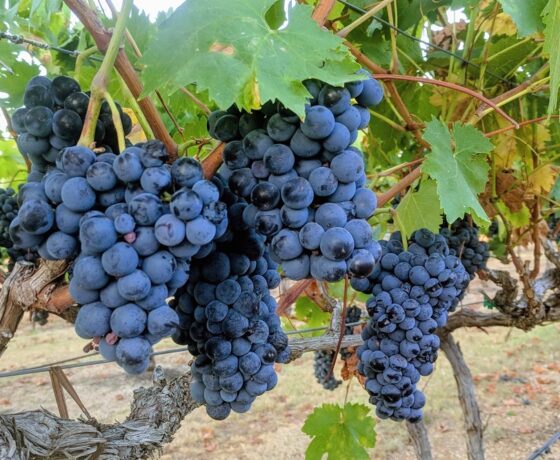 Grapes on the Vine Destined for Eden Hill Wines in dallas